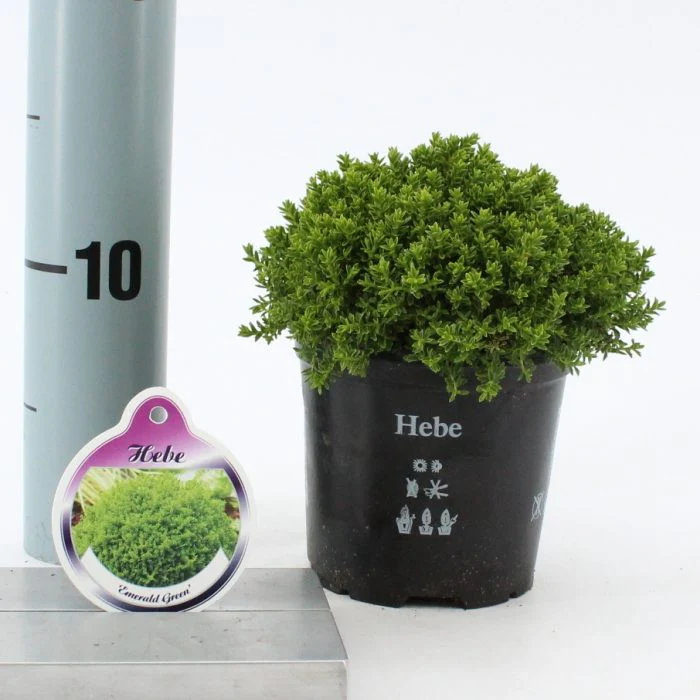 Hebe Emerald Green - Image 2