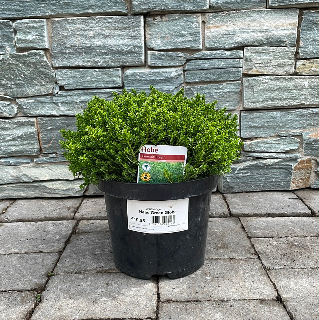 Hebe Green Globe 3ltr pots - Image 3