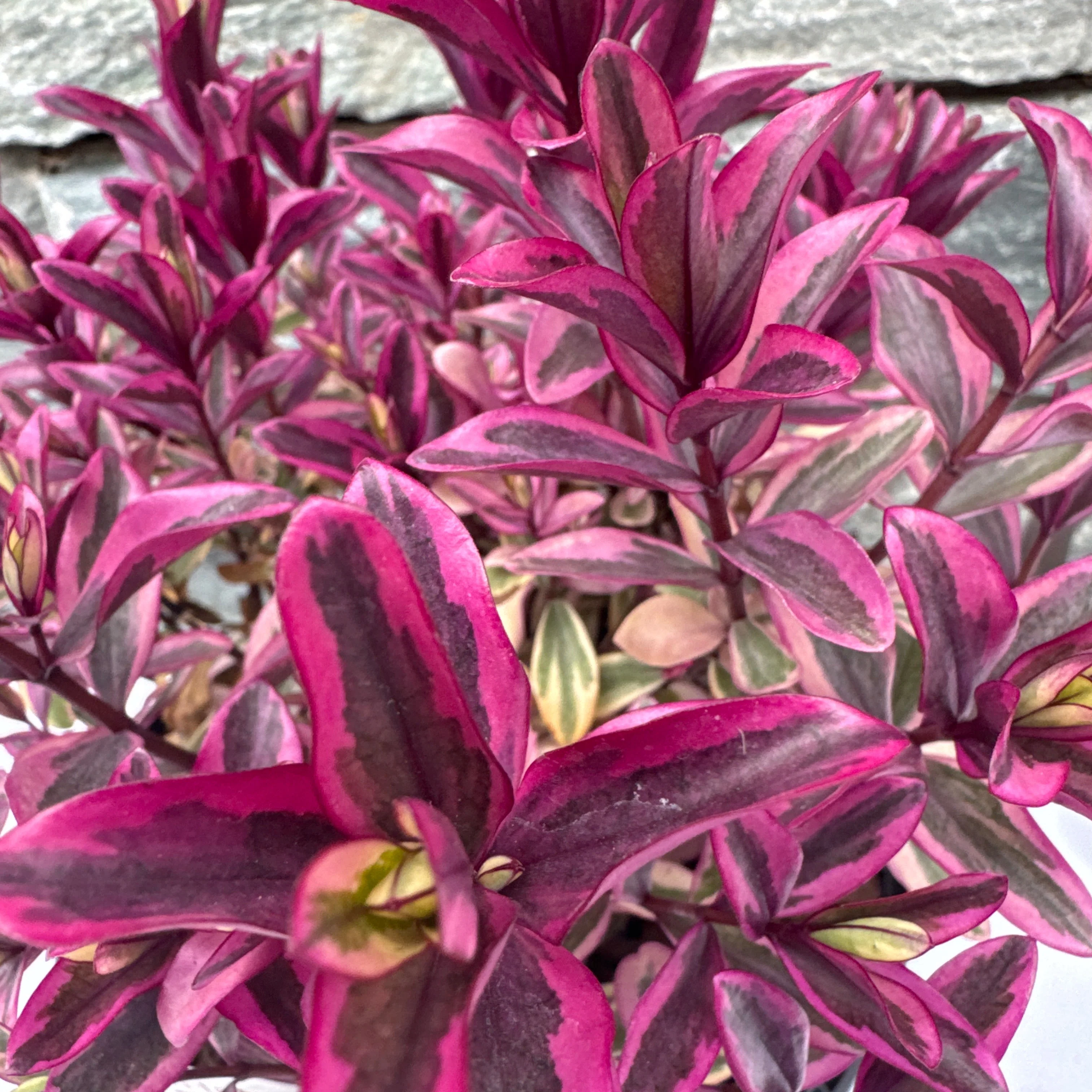 HEBE Pink Chocolate - Image 2