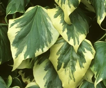 HEDERA C. DENTATA VARIEGATA