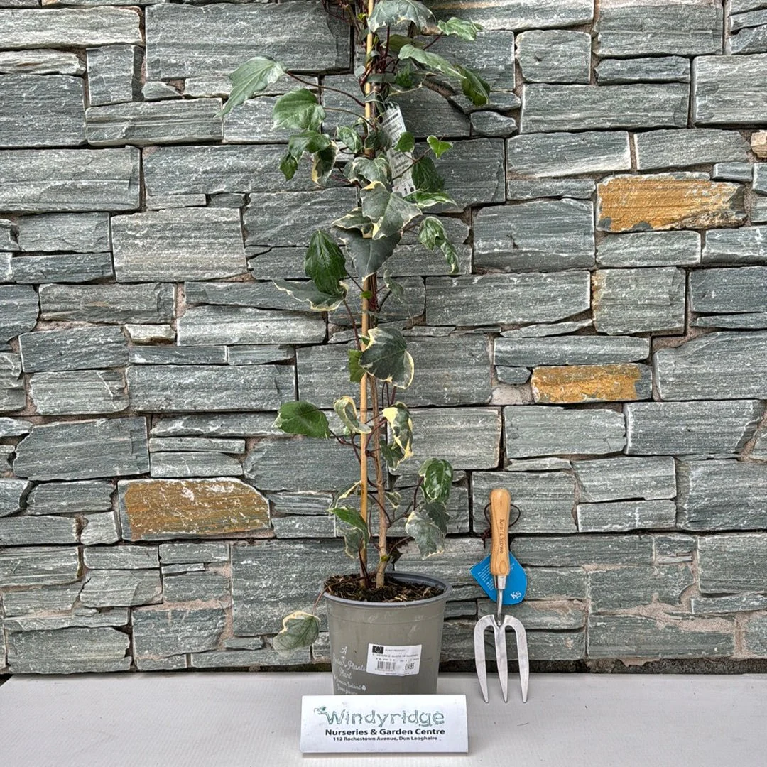 HEDERA C. GLOIRE DE MARENGO - Image 2