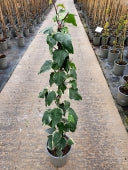 Hedera can.Gloire de Marengo - Image 3