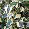 Hedera Gloire de Marengo - Image 2