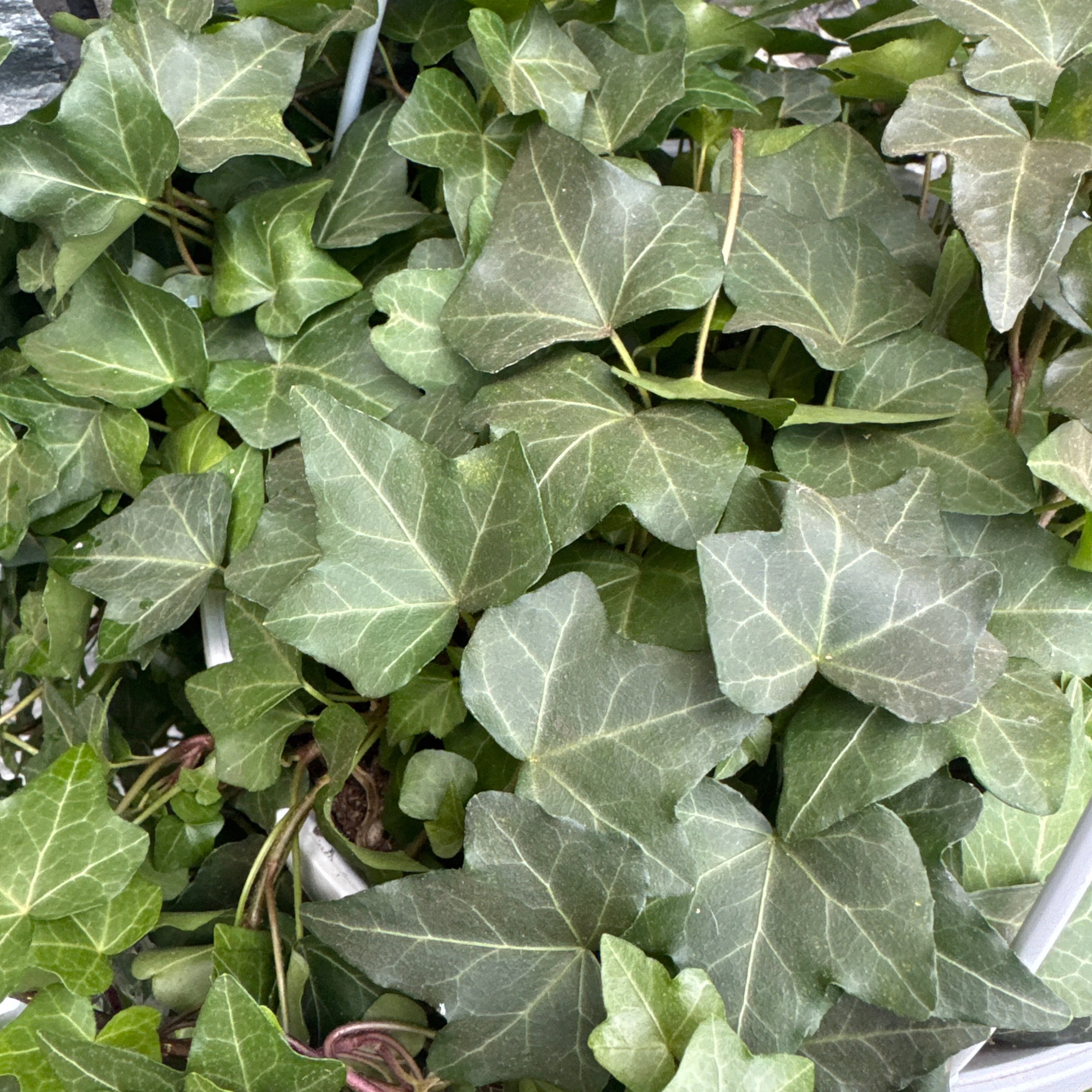 Hedera hel. Pittsburgh P24 - hangpot - Image 3