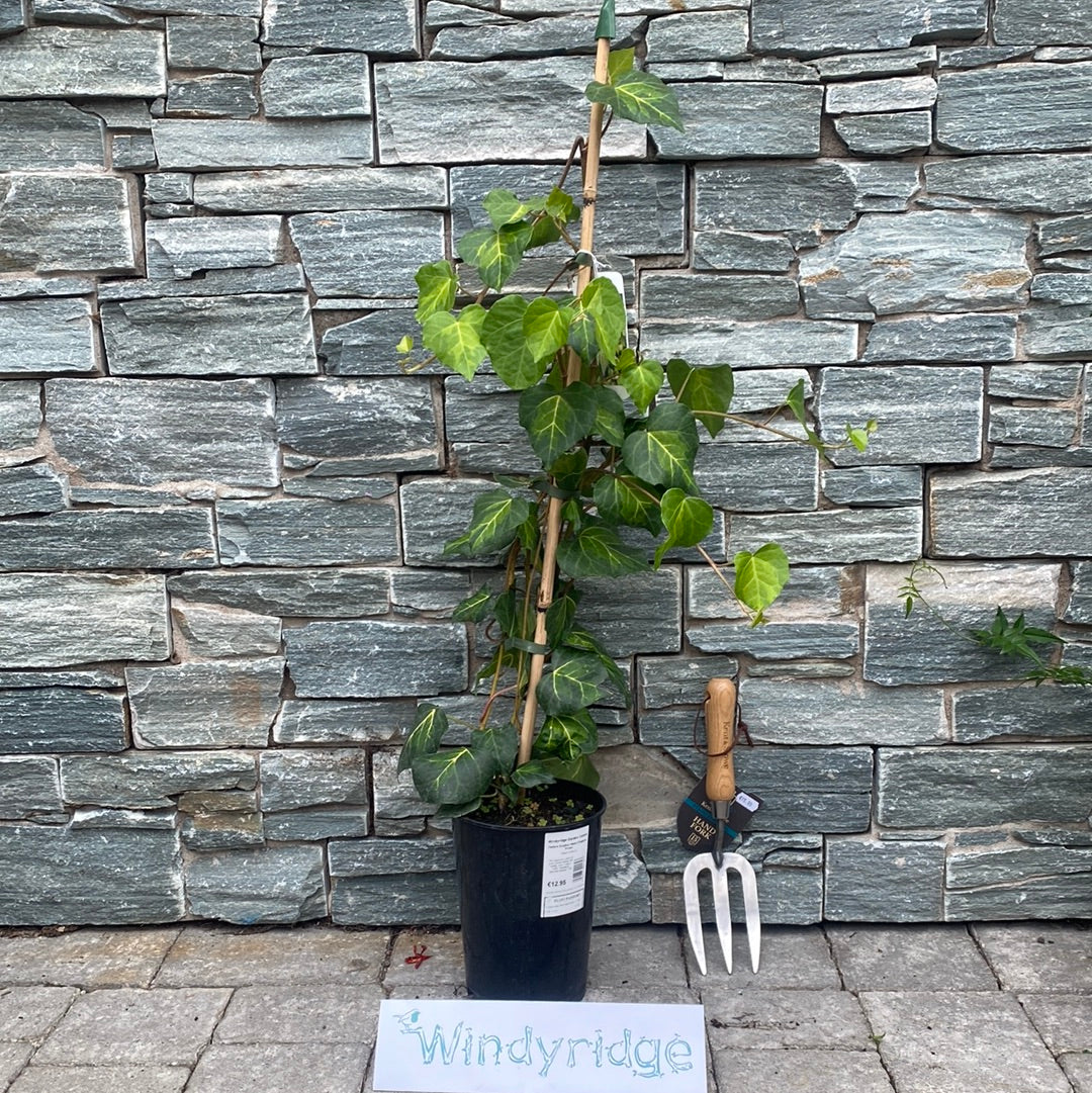 Hedera Sulphur Heart (Paddys Pride) - Image 2