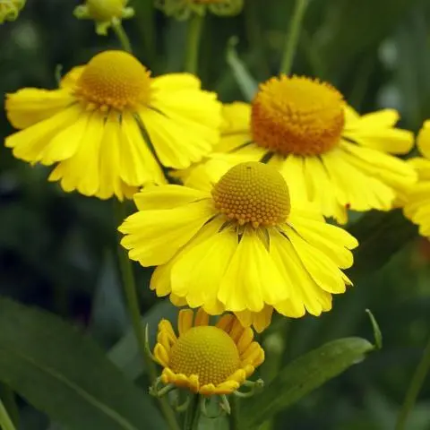 Helenium a. Helena Gold