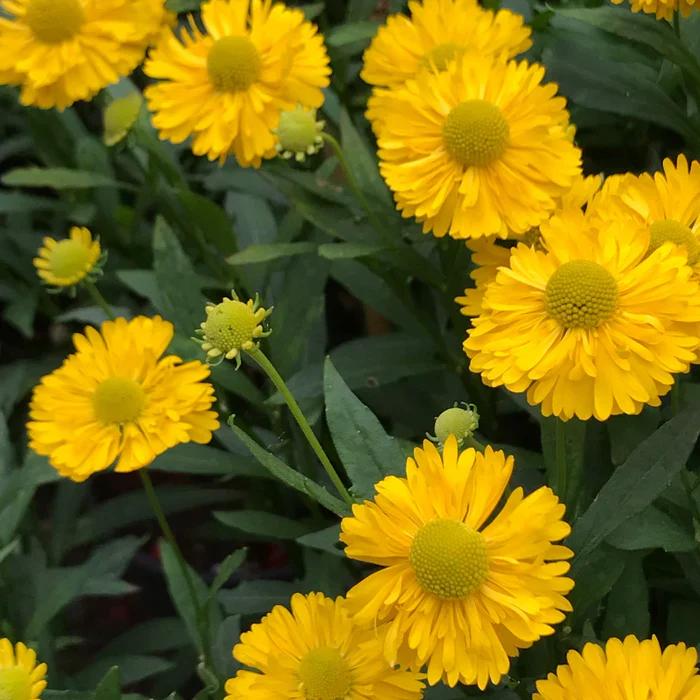 Helenium a. Helena Gold - Image 3