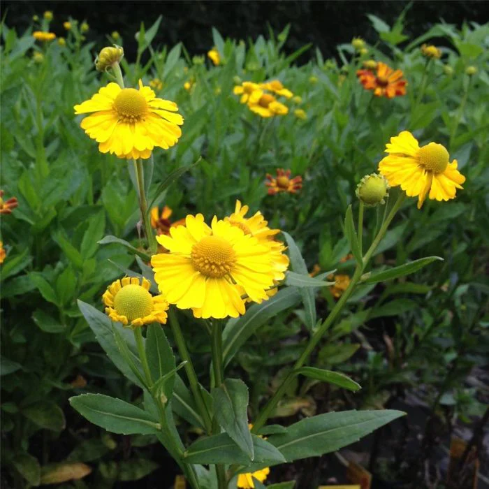 Helenium a. Helena Gold - Image 4