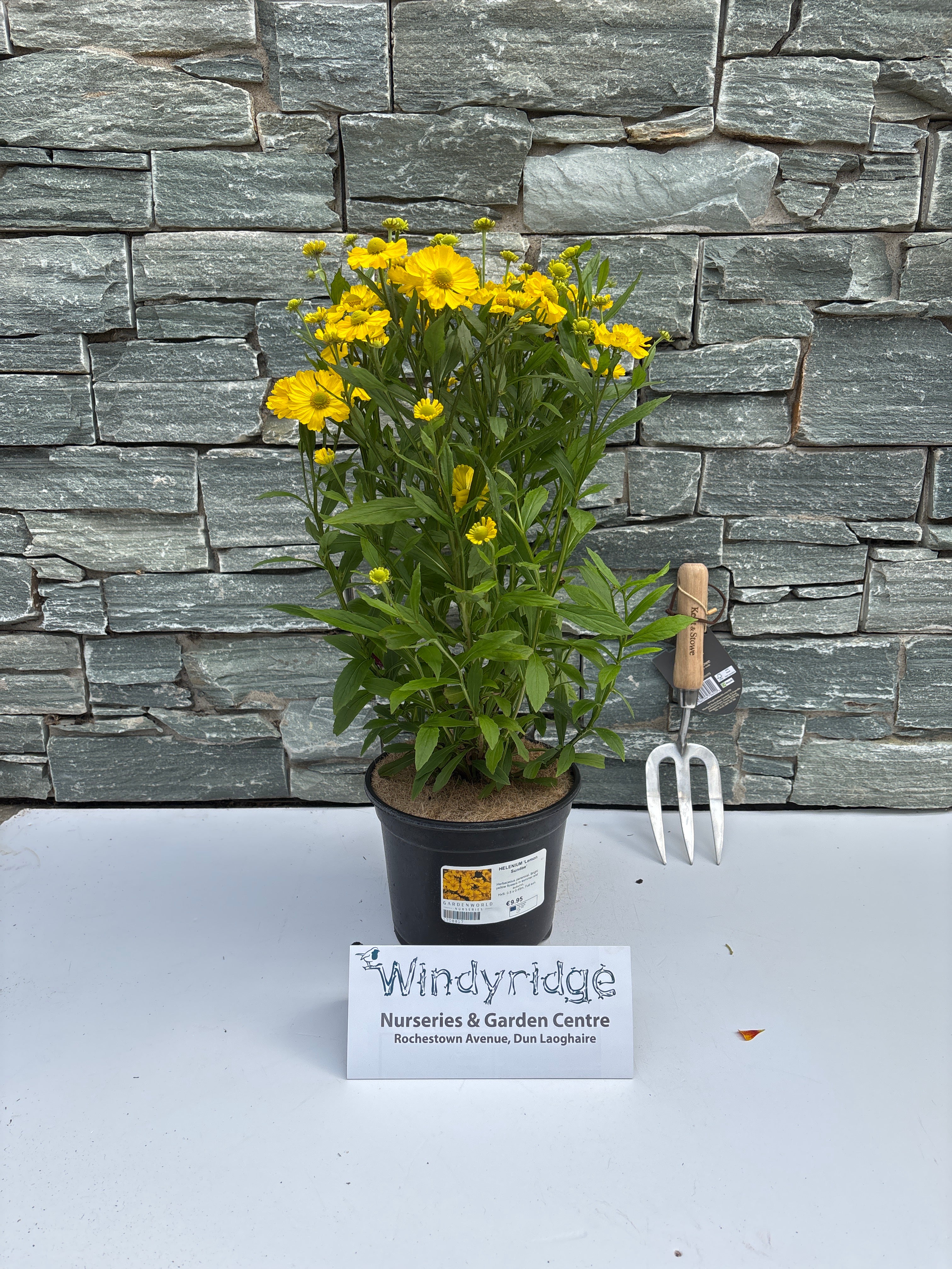 HELENIUM Lemon Sundae - Image 2