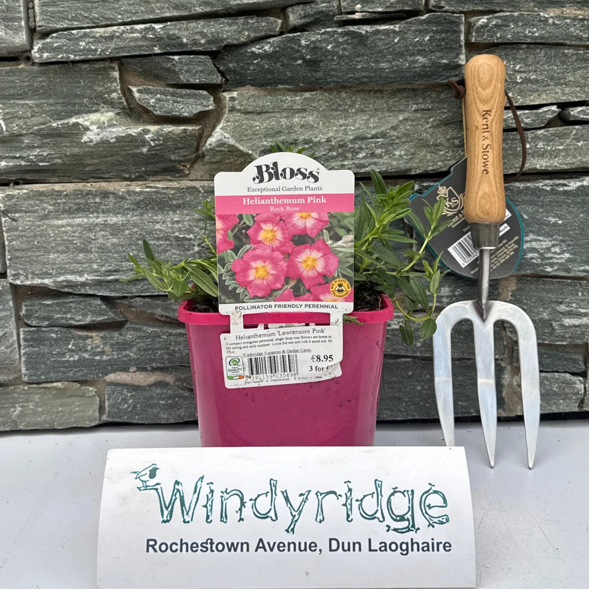 Helianthemum 'Lawrensons Pink'