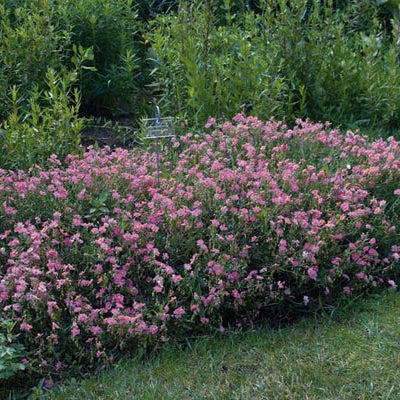Helianthemum 'Lawrensons Pink' - Image 2