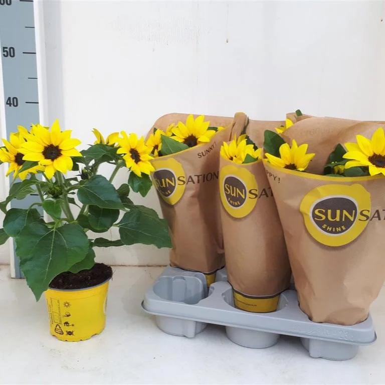 Helianthus Sunsation 13cm Pot ( Sunflower ) - Image 4