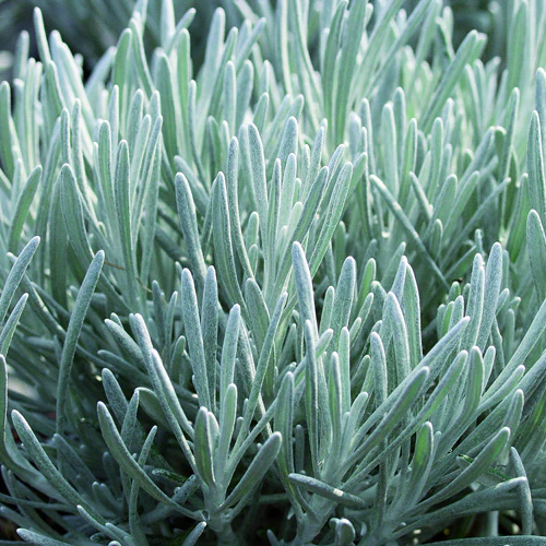 HELICHRYSUM SILVER BALL