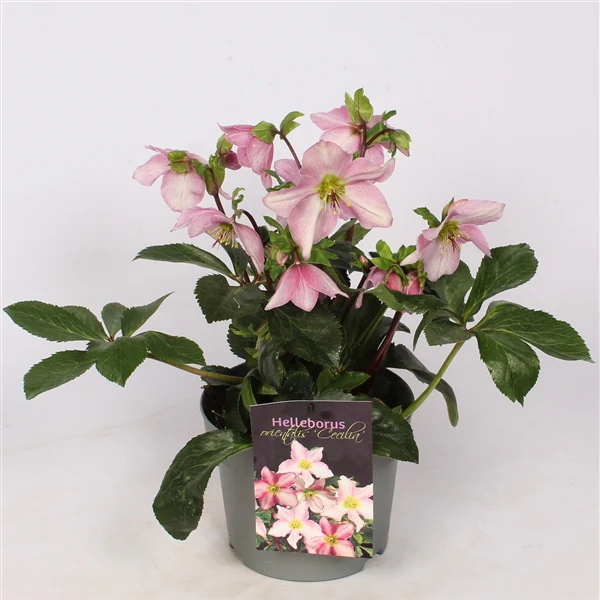 Helleborus Cecilia 3 Ltr pot