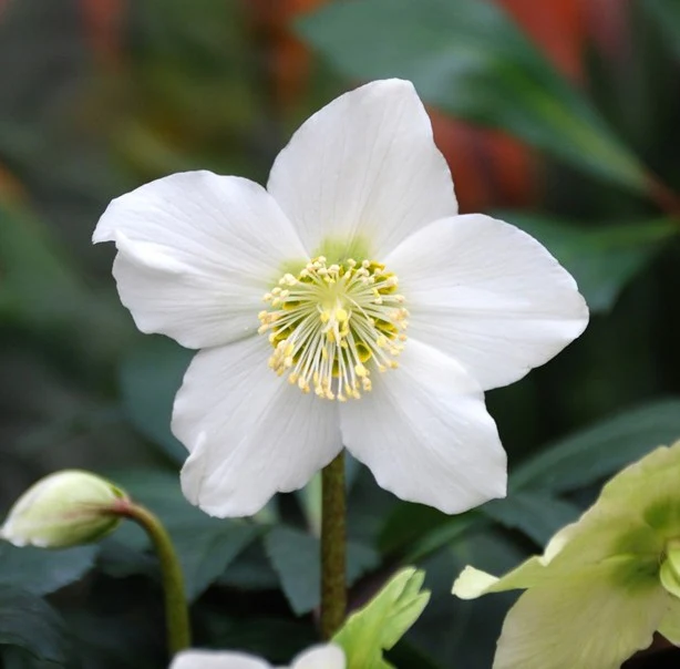 Helleborus Christmas Carol  P12  grade XL