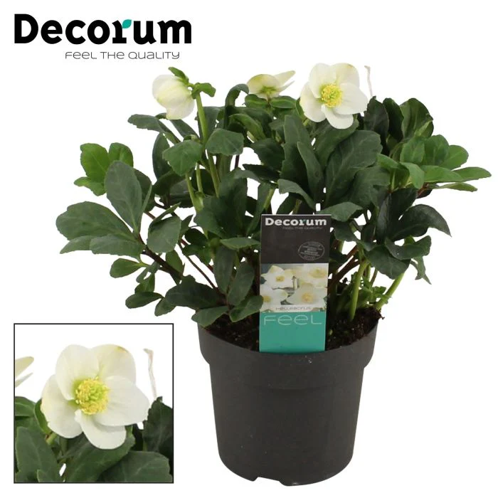 Helleborus Christmas Carol P15