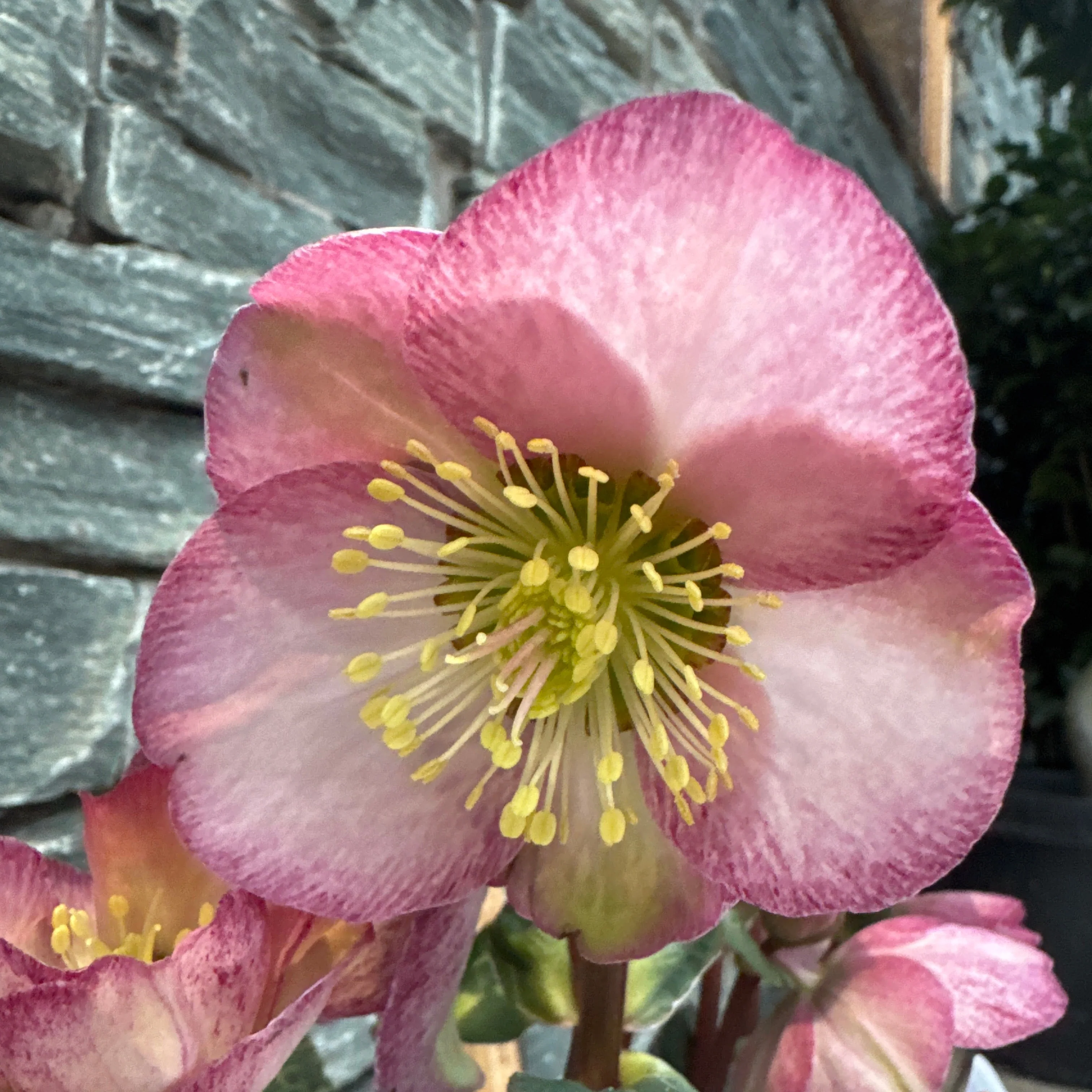 Helleborus Elemental  P15 - Image 2