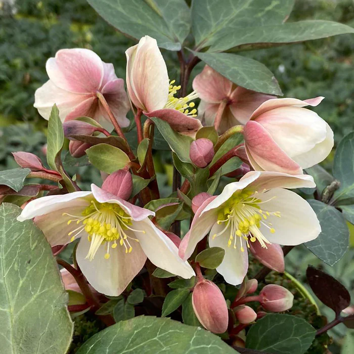 Helleborus erics. Valeria P15