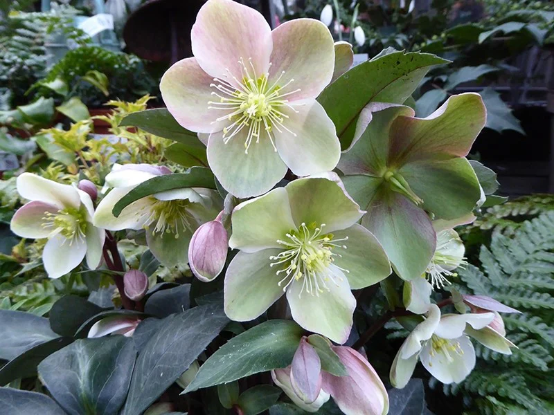 Helleborus erics. Valeria P15 - Image 3