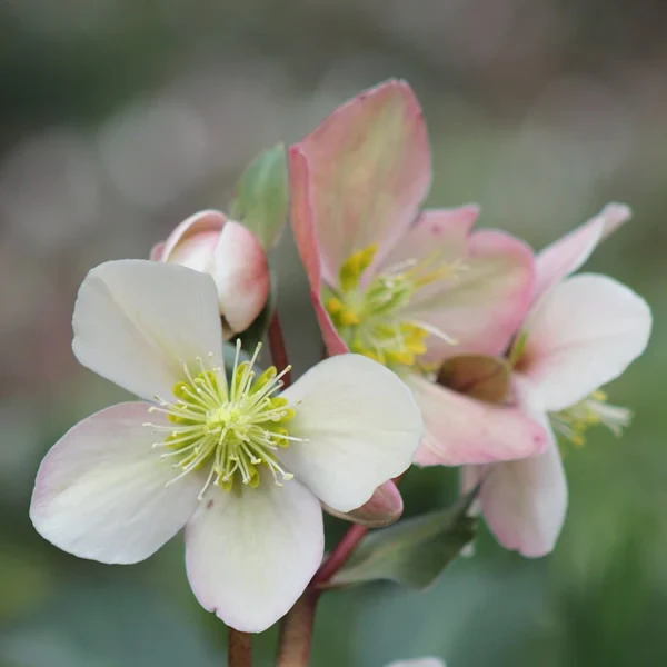 Helleborus erics. Valeria P15 - Image 4