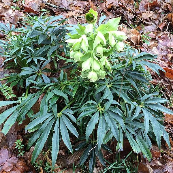 Helleborus foet. Yellow Wilgenbroek 2 Ltr pot