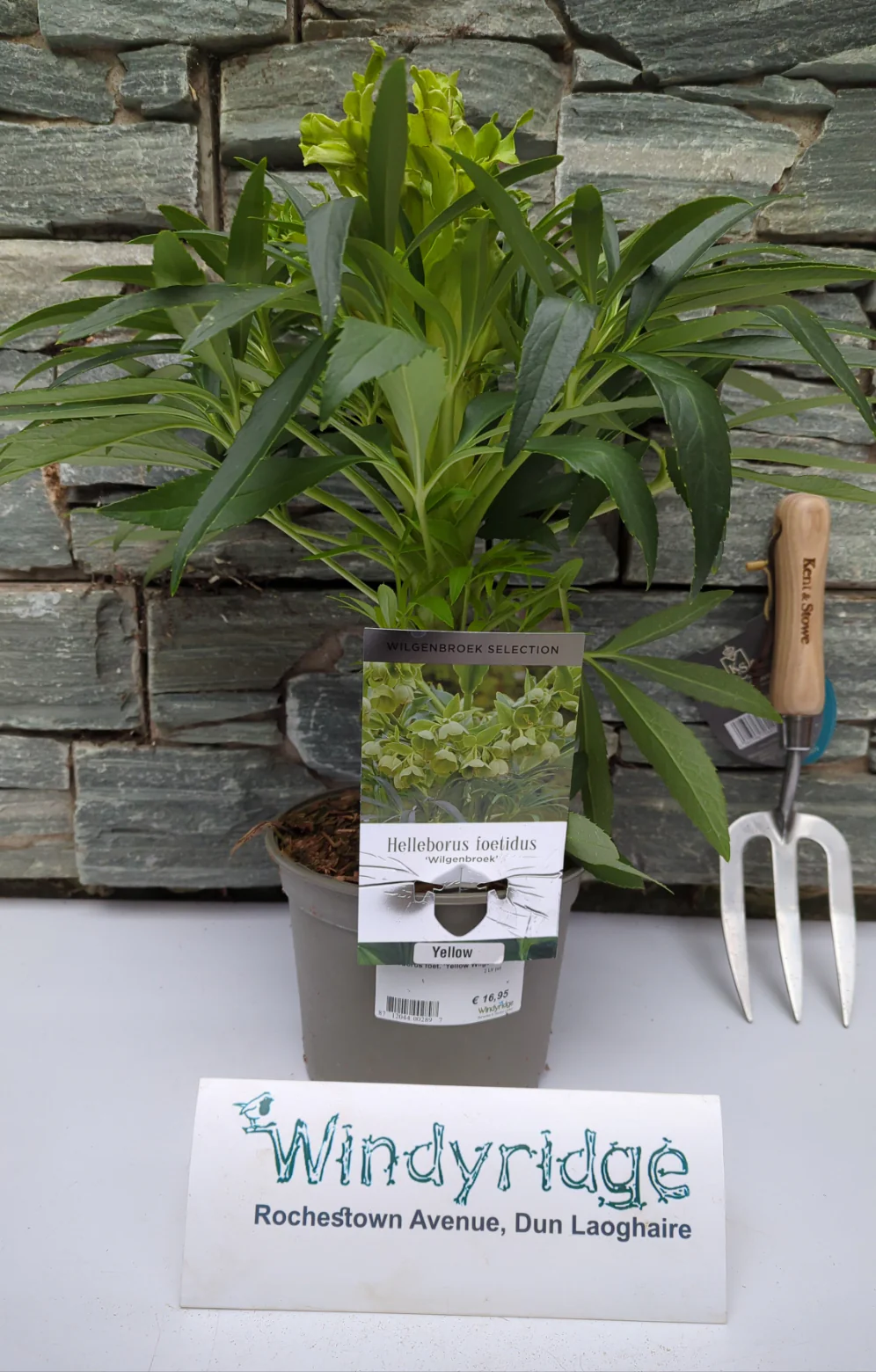 Helleborus foet. Yellow Wilgenbroek 2 Ltr pot - Image 2