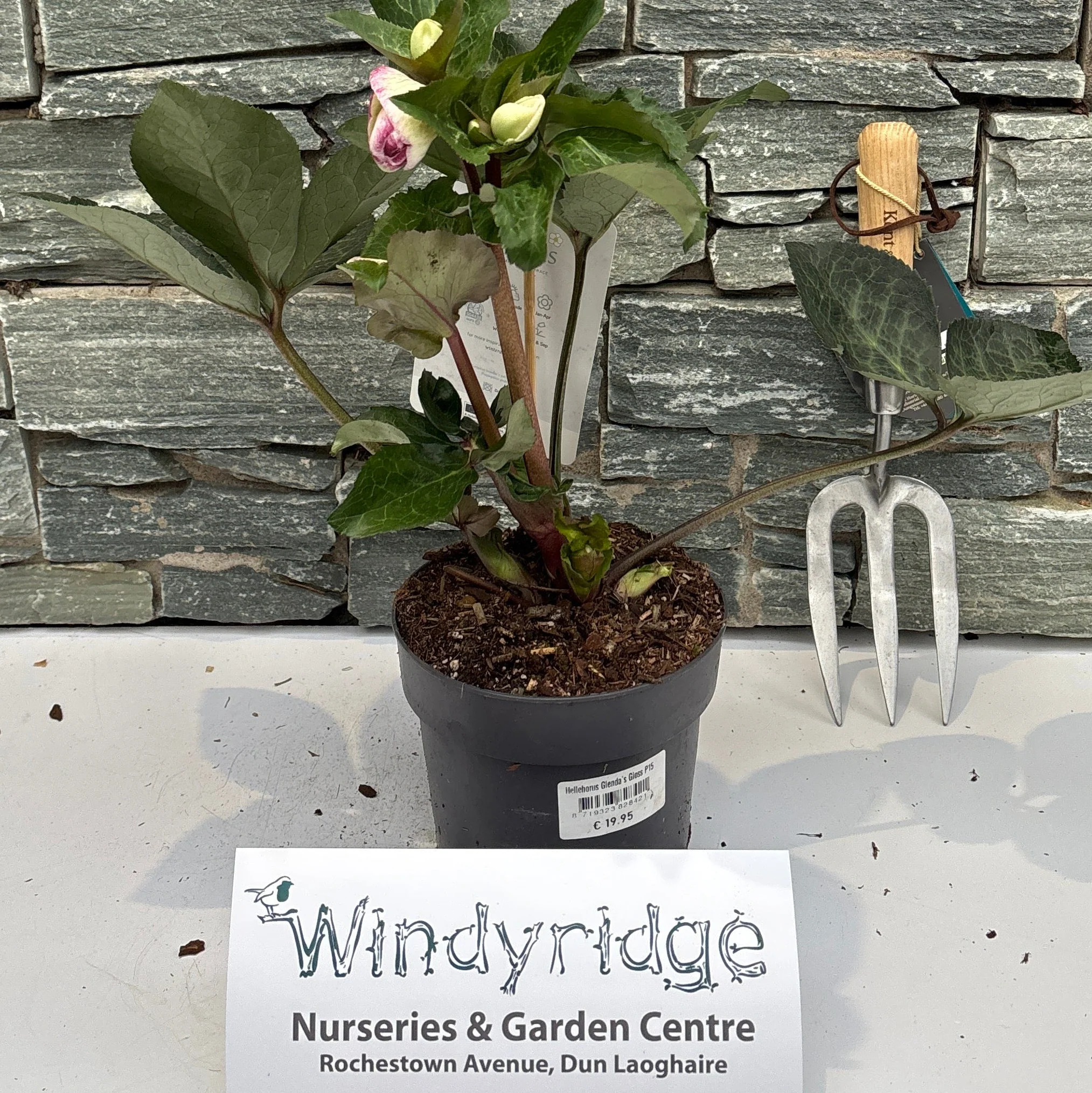 Helleborus Glenda s Gloss P15