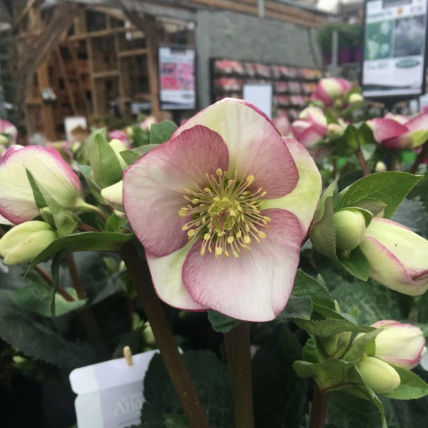 Helleborus Glenda s Gloss P15 - Image 2