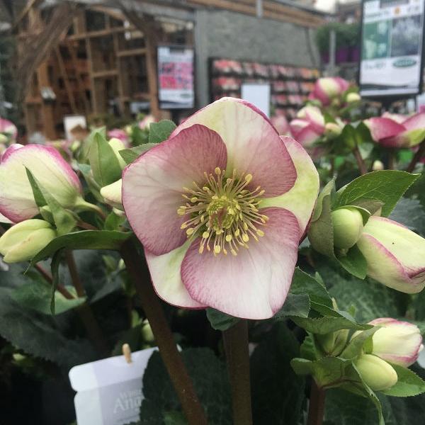 Helleborus Glendas Gloss P15 - Image 2