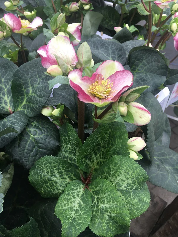 Helleborus Glendas Gloss P15 - Image 3