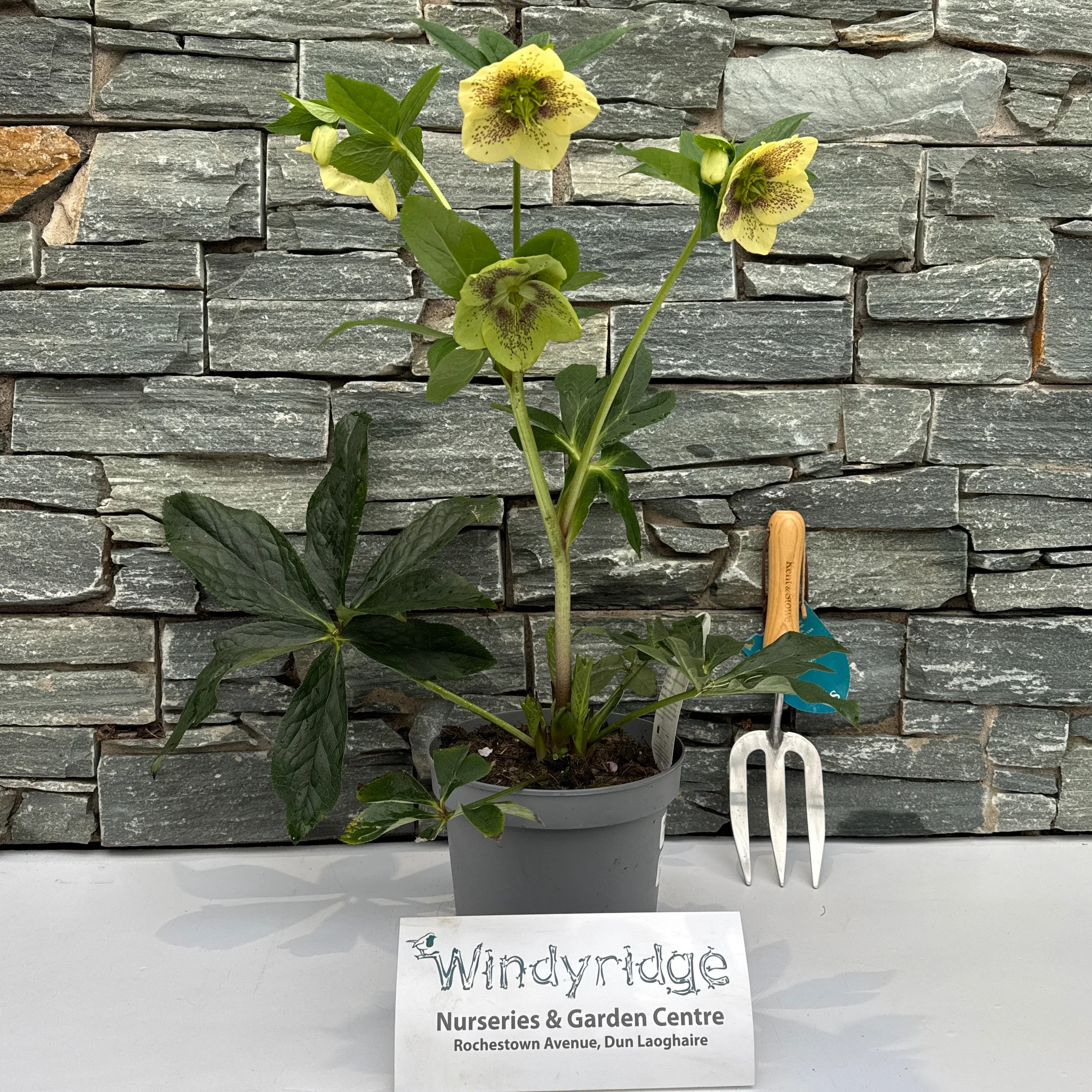 Helleborus h. Viv Maeva - Image 2