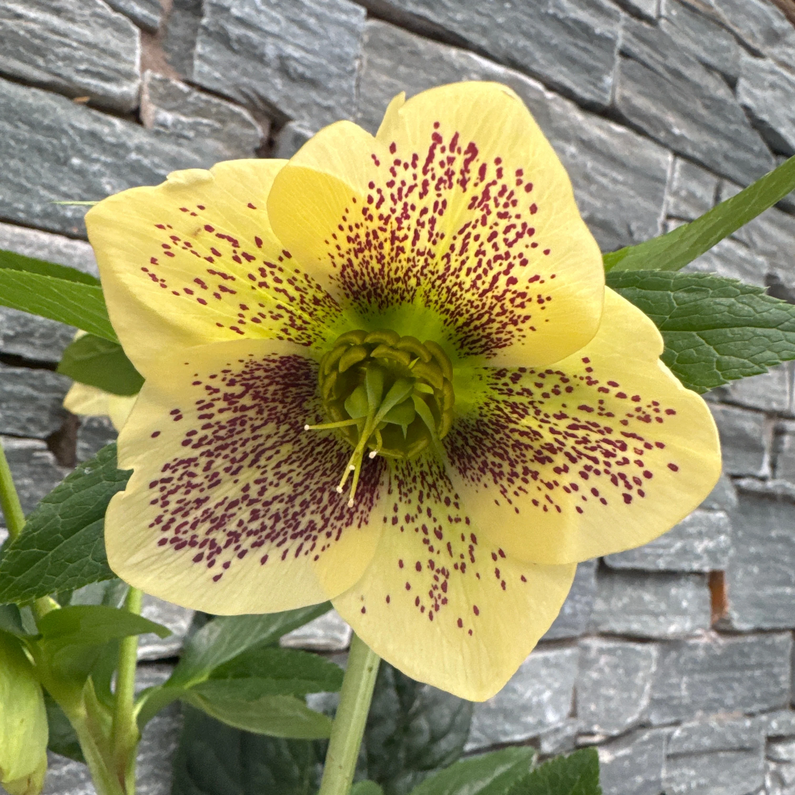 Helleborus h. Viv Maeva - Image 3