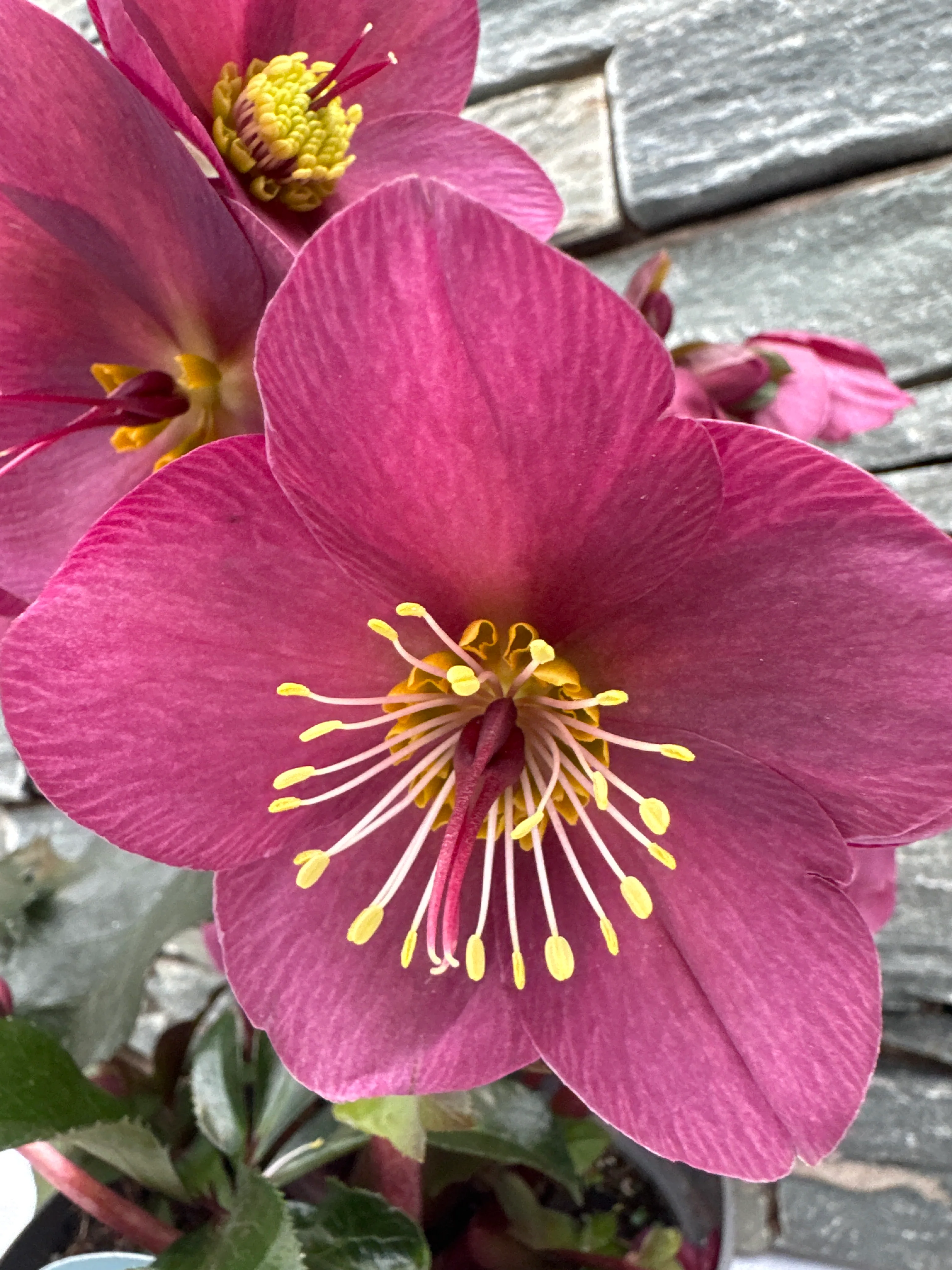 Helleborus HGC Ice N  Roses Red - Image 2