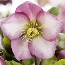 Helleborus (HGC) Ice NRoses early rose P15