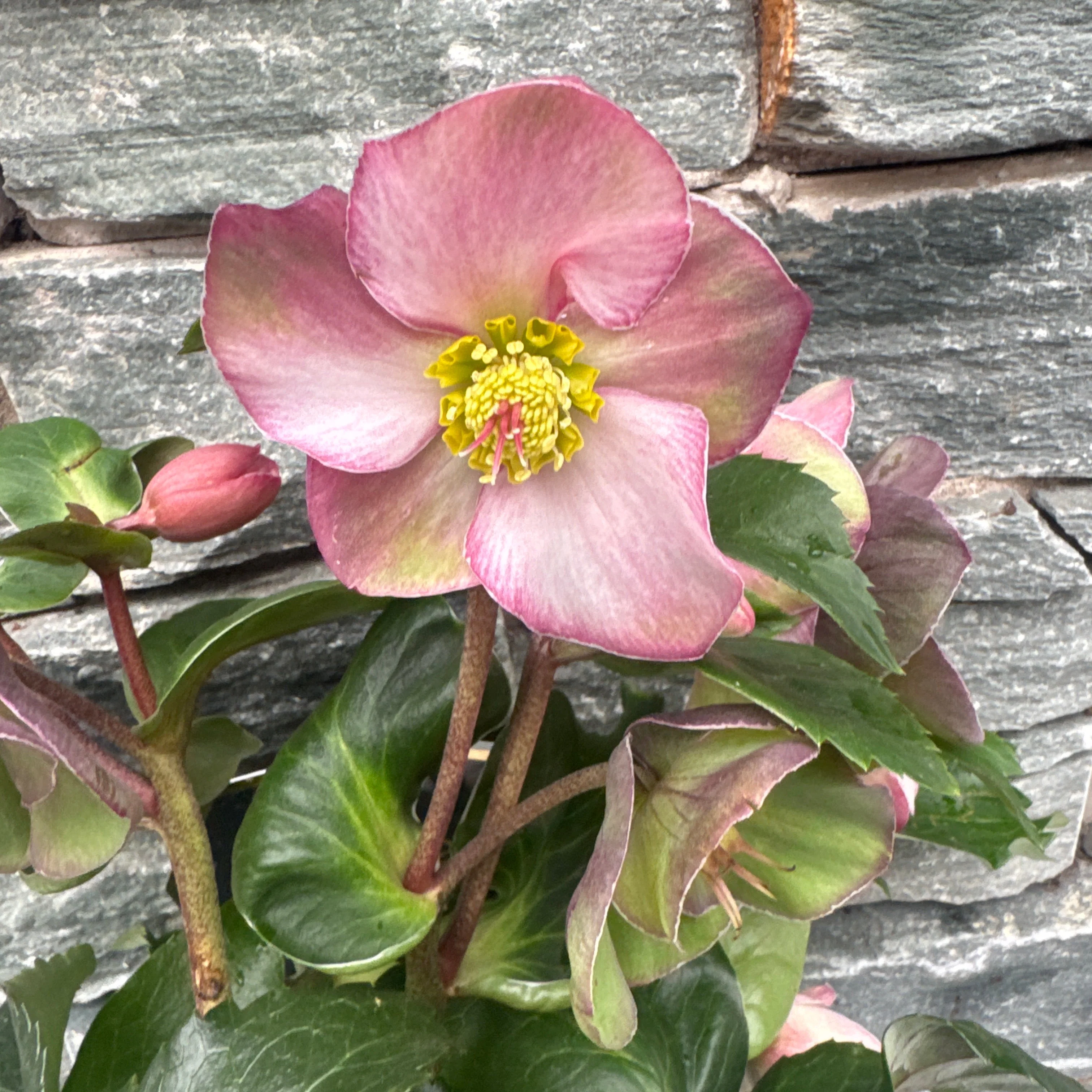 Helleborus HGC Ice NRoses early rose P15