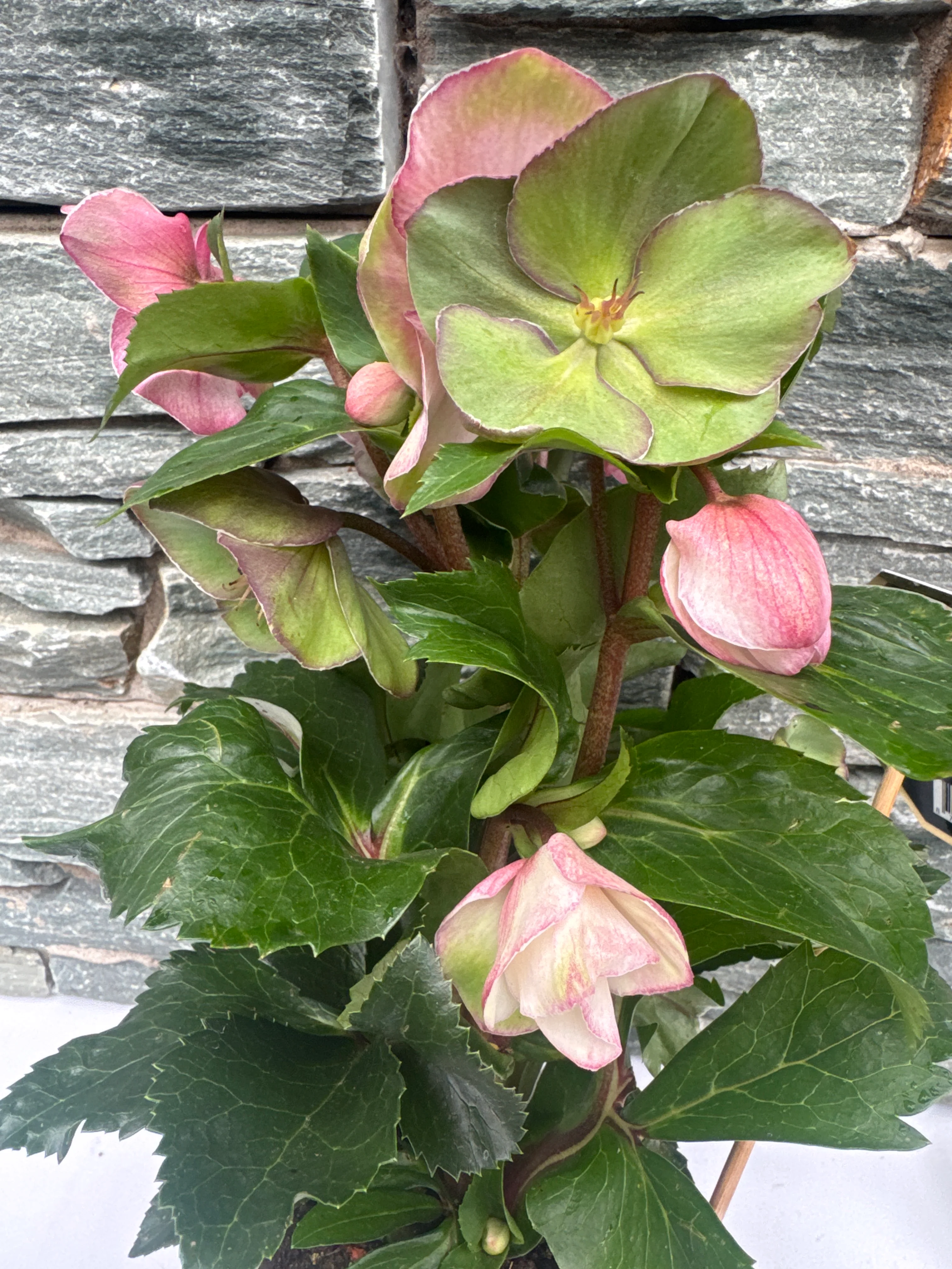 Helleborus HGC Ice NRoses early rose P15 - Image 3