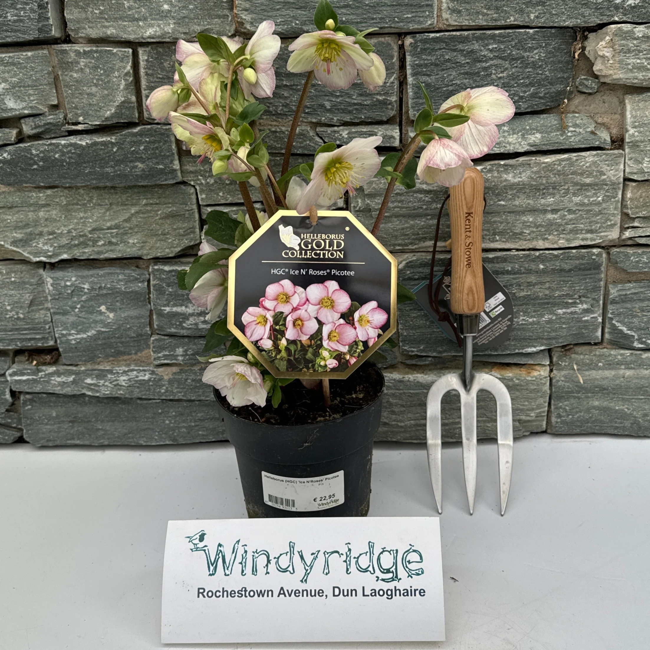 Helleborus (HGC) Ice NRoses Picotee P15
