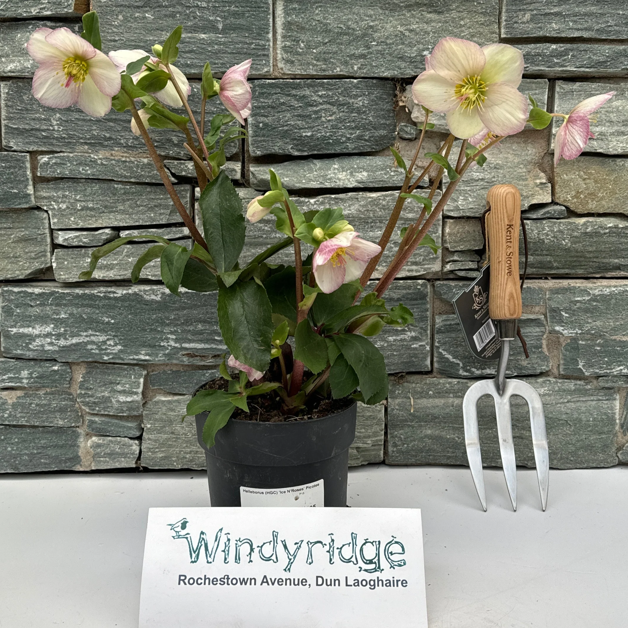 Helleborus (HGC) Ice NRoses Picotee P15 - Image 2