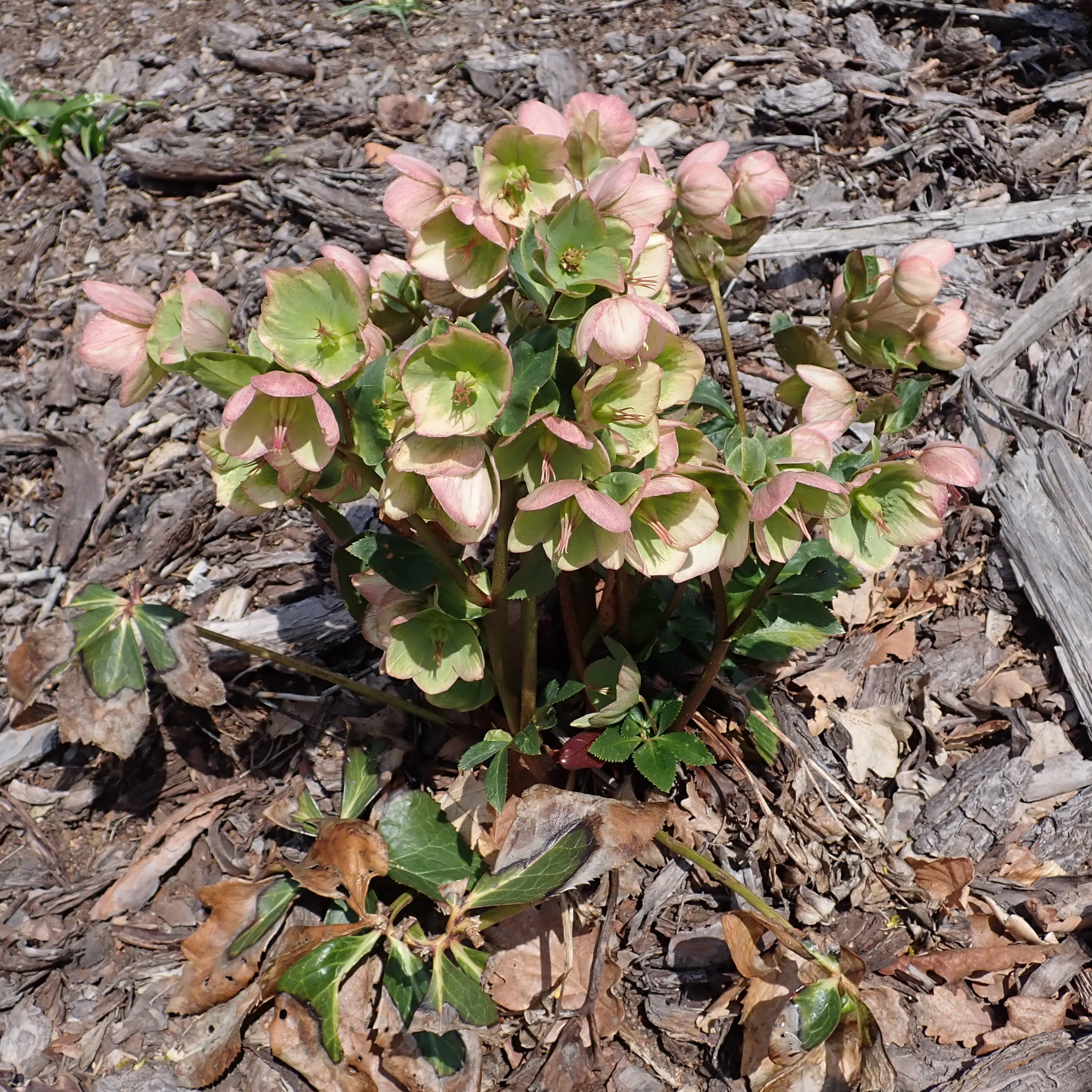 Helleborus (HGC) Ice NRoses Picotee P15 - Image 3