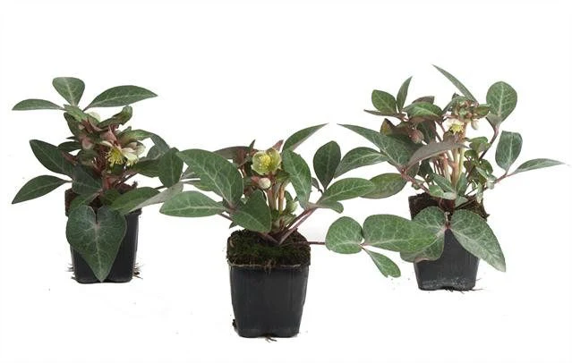 Helleborus liv. Pink Marble  P9 - Image 2