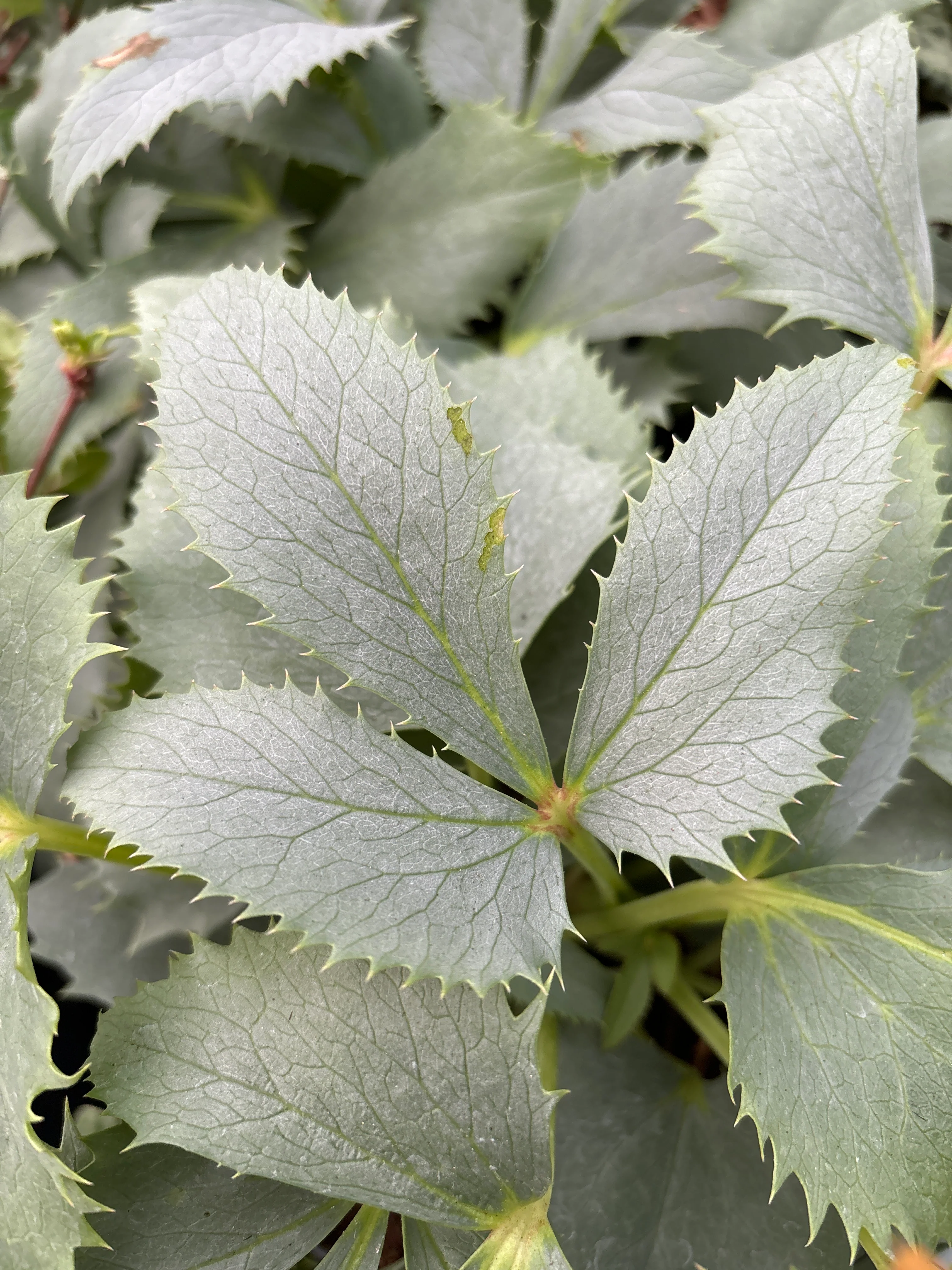 Helleborus liv. Silver Lace (14cm Pot) - Image 3