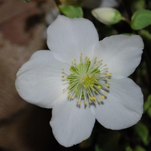 Helleborus niger  Advent Star - Image 3