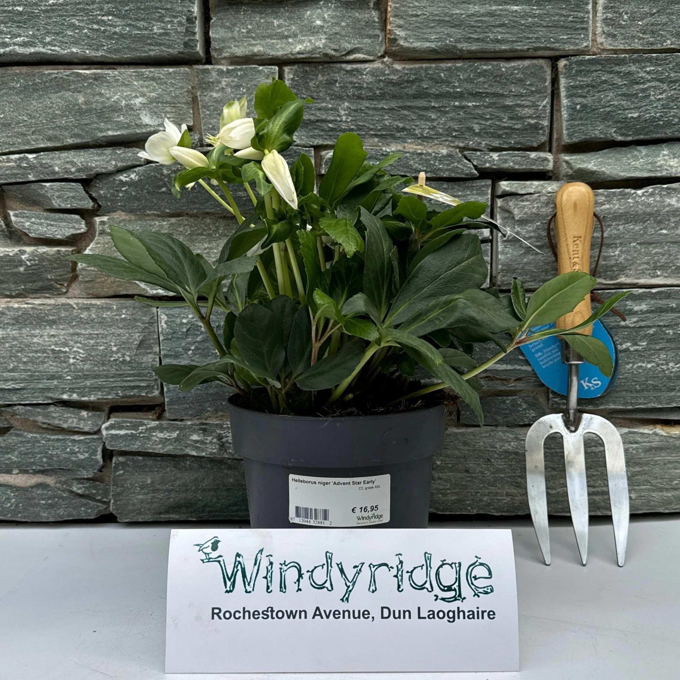Helleborus niger Advent Star Early  C2, grade XXL - Image 2