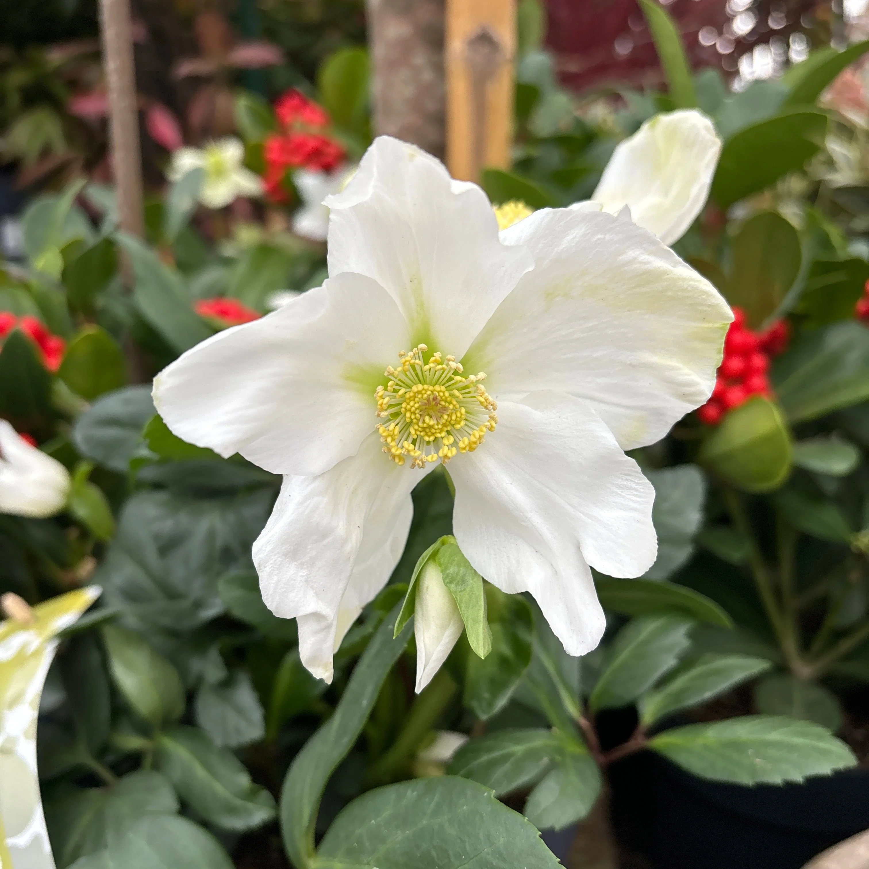 Helleborus niger Advent Star Early P12 grade XXL