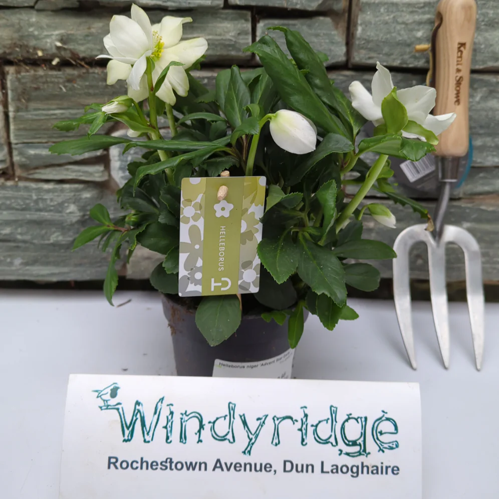 Helleborus niger Advent Star Early P12 grade XXL - Image 2
