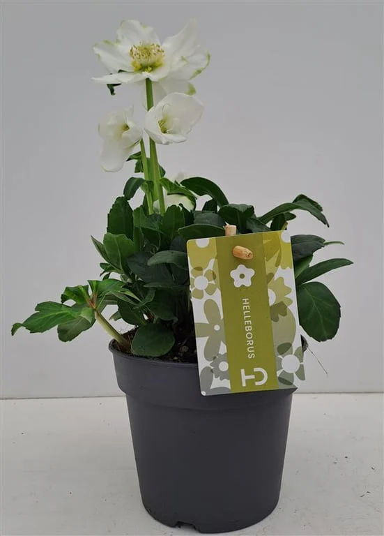 Helleborus niger Advent Star Early P12 grade XXL - Image 3