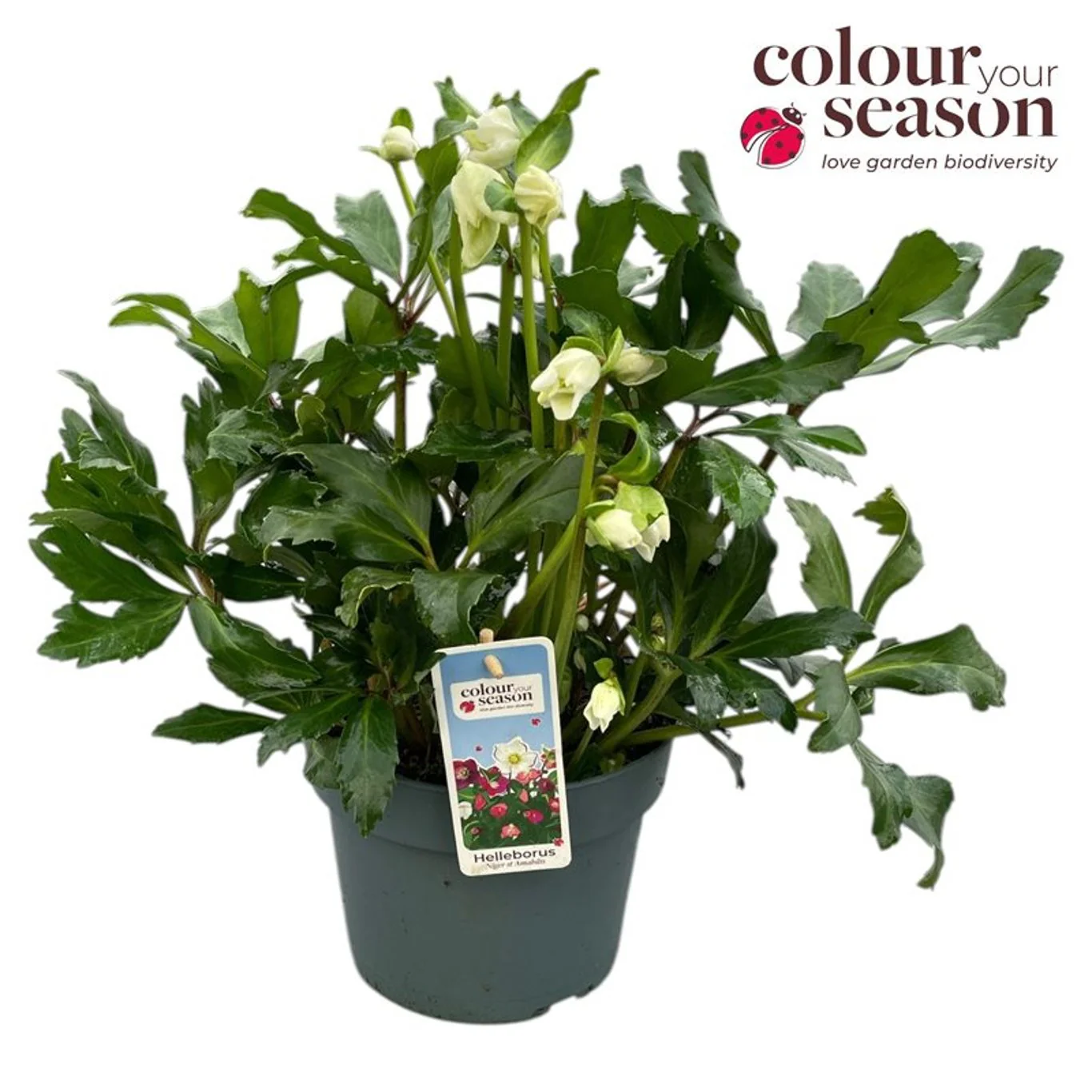 Helleborus niger Heavenly 3 Ltr pot - Image 3