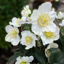 Helleborus noger Special Selection / 2 Ltr pot