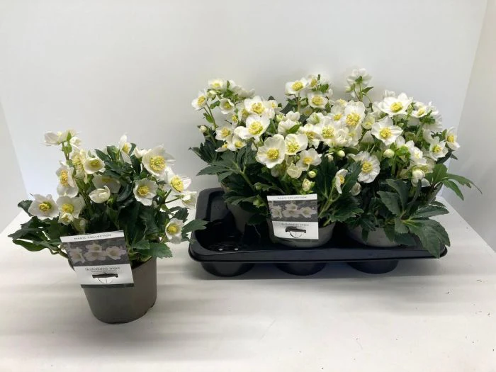 Helleborus noger Special Selection / 2 Ltr pot - Image 2
