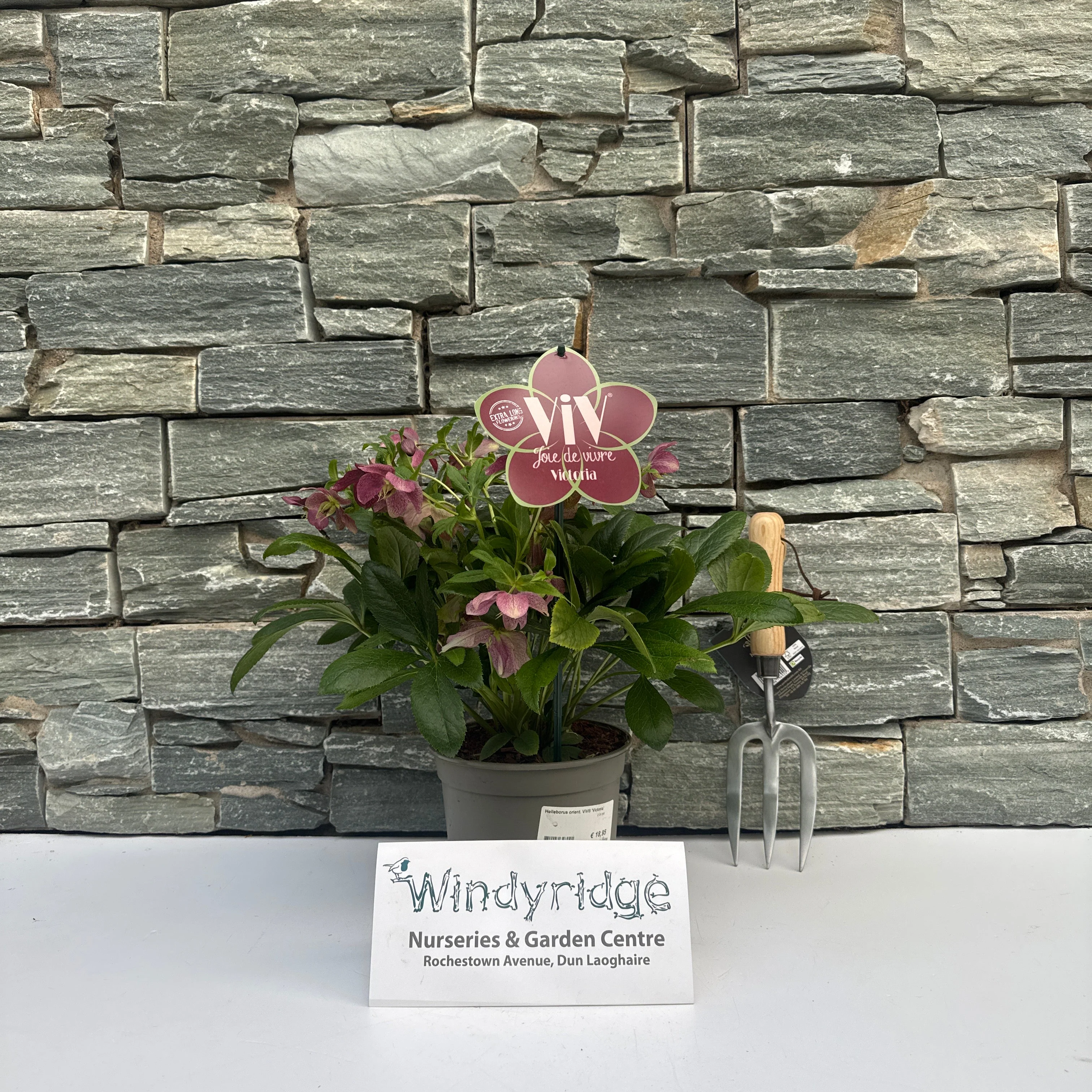 Helleborus orient. ViV Victoria  2 Ltr pot - Image 2